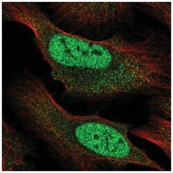 RBM12B Antibody, Novus Biologicals 25 &mu;L:Antibodies, Polyclonal