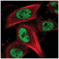 RBM15B Antibody, Novus Biologicals:Antibodies:Primary Antibodies