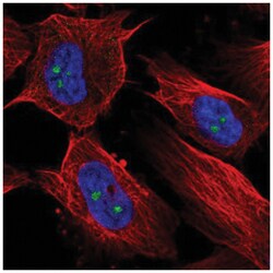 RBM19 Antibody, Novus Biologicals 100&mu;L; Unlabeled:Antibodies, Polyclonal
