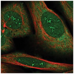 RBMS2 Antibody, Novus Biologicals:Antibodies:Primary Antibodies