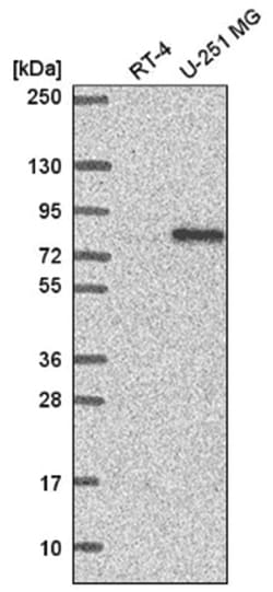 RC74 Antibody, Novus Biologicals:Antibodies:Primary Antibodies