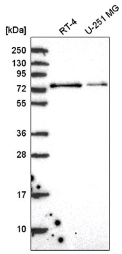 RC74 Antibody, Novus Biologicals 100&mu;L; Unlabeled:Antibodies, Polyclonal