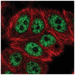 RCL1 Antibody, Novus Biologicals:Antibodies:Primary Antibodies