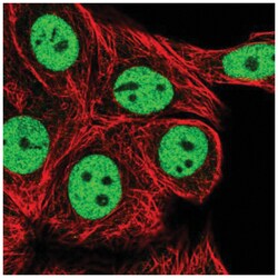 RCOR1/CoREST Antibody, Novus Biologicals:Antibodies:Primary Antibodies
