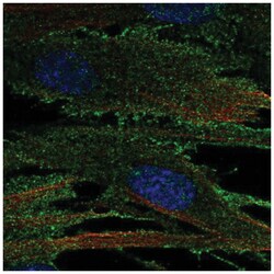 RECK Antibody, Novus Biologicals 100&mu;L; Unlabeled:Antibodies, Polyclonal