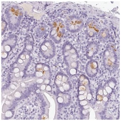 Reg3A Antibody, Novus Biologicals:Antibodies:Primary Antibodies