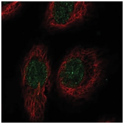 RELT/TNFRSF19L Antibody, Novus Biologicals 100&mu;L; Unlabeled:Antibodies,