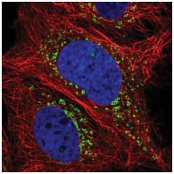 DEC-205/CD205 Antibody, Novus Biologicals:Antibodies:Primary Antibodies
