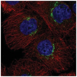 RER1 Antibody, Novus Biologicals 25 &mu;L, Unlabeled:Antibodies, Polyclonal