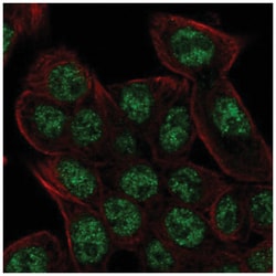 REV3L Antibody, Novus Biologicals:Antibodies:Primary Antibodies