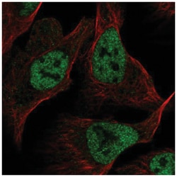 RFC1 Antibody, Novus Biologicals:Antibodies:Primary Antibodies