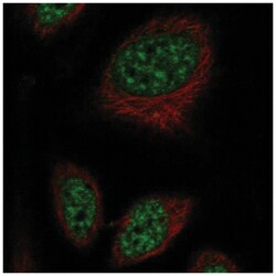 RFPL2 Antibody, Novus Biologicals 100&mu;L; Unlabeled:Antibodies, Polyclonal