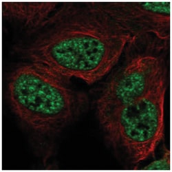 RFPL3 Antibody, Novus Biologicals:Antibodies:Primary Antibodies