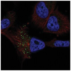 RFT1 Antibody, Novus Biologicals 100&mu;L; Unlabeled:Antibodies, Polyclonal