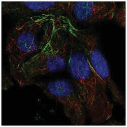 RG9MTD2 Antibody, Novus Biologicals 25 &mu;L:Antibodies, Polyclonal