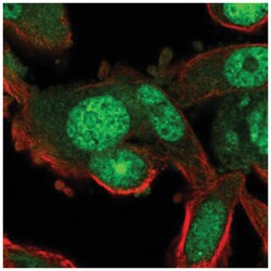 RGS12 Antibody, Novus Biologicals:Antibodies:Primary Antibodies