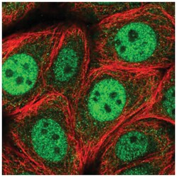 RGS3 Antibody, Novus Biologicals 25 &mu;L; Unlabeled:Antibodies, Polyclonal