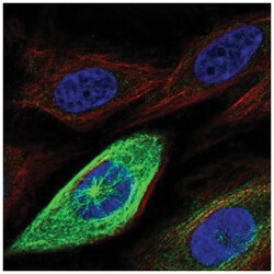 RHAMM/CD168 Antibody, Novus Biologicals 100&mu;L; Unlabeled:Anticuerpos