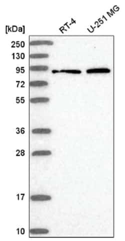 RHOBTB1 Antibody, Novus Biologicals 100&mu;L; Unlabeled:Antibodies, Polyclonal