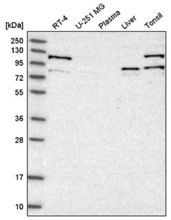 RIG-I Antibody, Novus Biologicals 100&mu;L; Unlabeled:Antibodies, Polyclonal