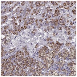 RIMS2 Antibody, Novus Biologicals:Antibodies:Primary Antibodies