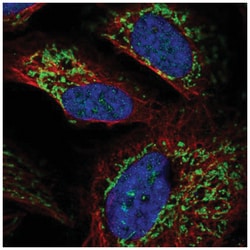 RIMS3 Antibody, Novus Biologicals 100&mu;L; Unlabeled:Antibodies, Polyclonal