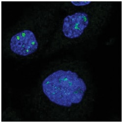 RIP140 Antibody, Novus Biologicals 25 &mu;L, Unlabeled:Antibodies, Polyclonal