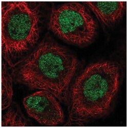 RLF Antibody, Novus Biologicals 100&mu;L; Unlabeled:Antibodies, Polyclonal