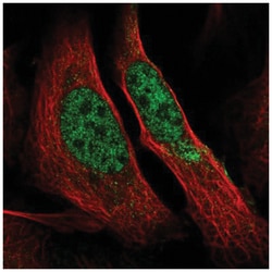 RNA Polymerase II/POLR2A Antibody, Novus Biologicals:Antibodies:Primary