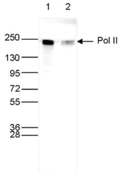 RNA Polymerase II/POLR2A Antibody (C.15200004), Novus Biologicals 50&mu;g;