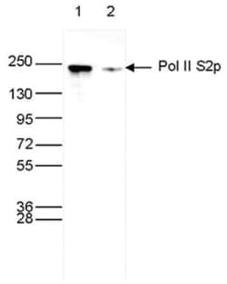 RNA Polymerase II/POLR2A, p Ser2 Antibody (C.15200005), Novus Biologicals