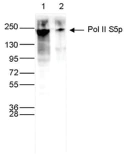 RNA Polymerase II/POLR2A, p Ser5 Antibody (C.15200007), Novus Biologicals