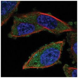RNF123 Antibody, Novus Biologicals:Antibodies:Primary Antibodies