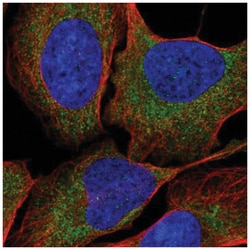 RNF160 Antibody, Novus Biologicals:Antibodies:Primary Antibodies