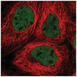RNF20 Antibody, Novus Biologicals:Antibodies:Primary Antibodies