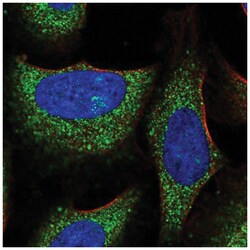 RNF23 Antibody, Novus Biologicals:Antibodies:Primary Antibodies
