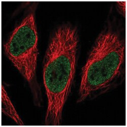 RNPC3 Antibody, Novus Biologicals:Antibodies:Primary Antibodies