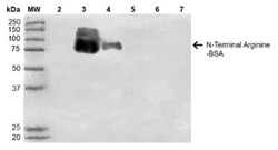 RNPEPL1 Antibody (11G1), Novus Biologicals 100&mu;g; Unlabeled:Antibodies,