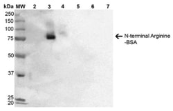 RNPEPL1 Antibody (2A4), Novus Biologicals:Antibodies:Primary Antibodies
