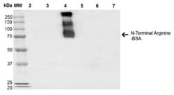 RNPEPL1 Antibody (4A9), Novus Biologicals 100&mu;g; Unlabeled:Antibodies,