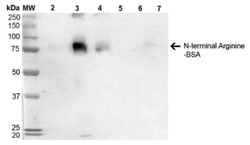 RNPEPL1 Antibody (4D12), Novus Biologicals:Antibodies:Primary Antibodies