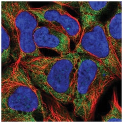 RPL19 Antibody, Novus Biologicals:Antibodies:Primary Antibodies