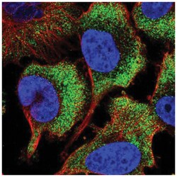 RPS26 Antibody, Novus Biologicals 100&mu;L; Unlabeled:Antibodies, Polyclonal