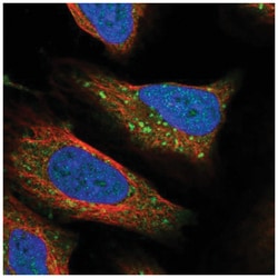 RPTOR Antibody, Novus Biologicals 100&mu;L; Unlabeled:Antibodies, Polyclonal