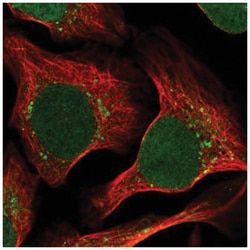 RRAGC Antibody, Novus Biologicals:Antibodies:Primary Antibodies