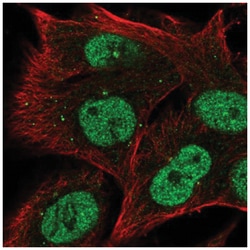 RRAGD Antibody, Novus Biologicals 100&mu;L; Unlabeled:Antibodies, Polyclonal