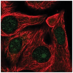 RRP12 Antibody, Novus Biologicals 100&mu;L; Unlabeled:Antibodies, Polyclonal