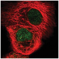RSG1 Antibody, Novus Biologicals:Antibodies:Primary Antibodies