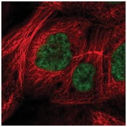 RSRC2 Antibody, Novus Biologicals:Antibodies:Primary Antibodies