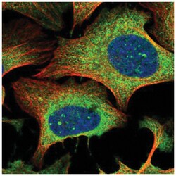 RTN1-A/NSP Antibody, Novus Biologicals:Antibodies:Primary Antibodies